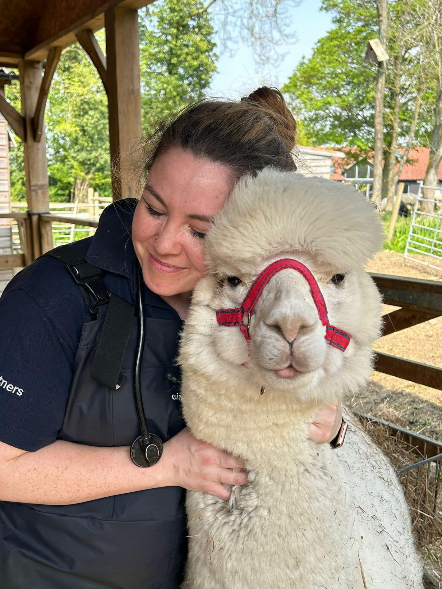 Dr Ami Sawran embracing a haltered white alpaca on farm
