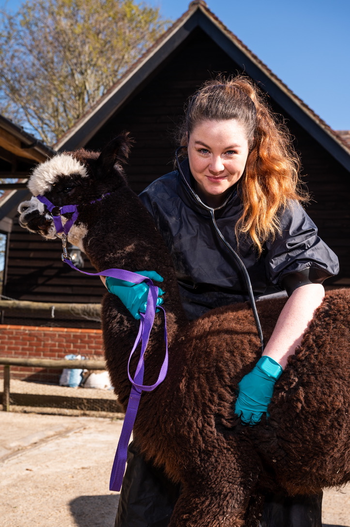Examining an alpaca with a stethoscope