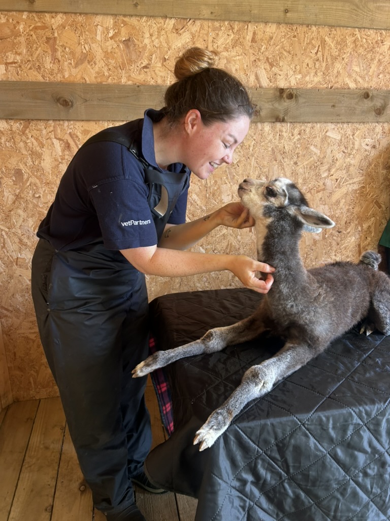 Clinical examination of a young cria