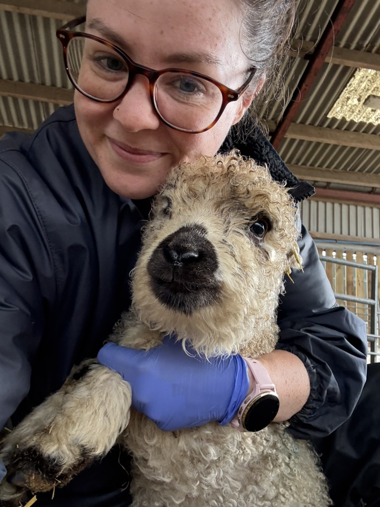 Cuddling a lamb after treatment