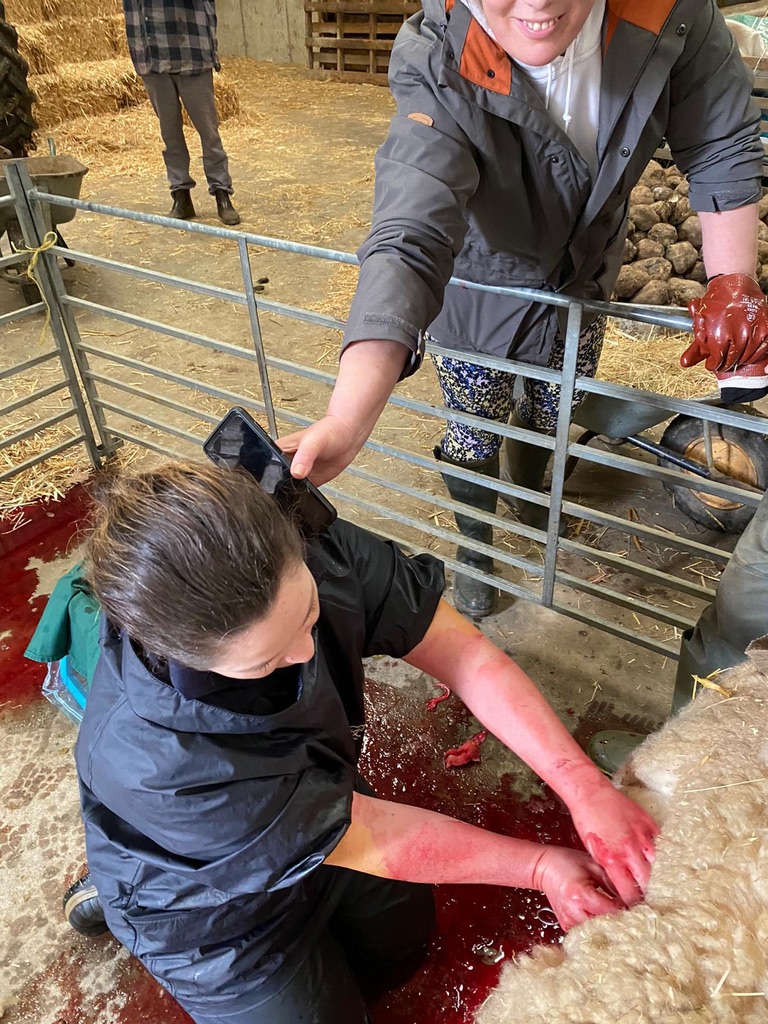 Assisting a difficult lambing on farm
