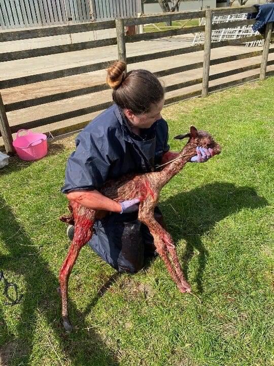 Newborn cria after assisted delivery