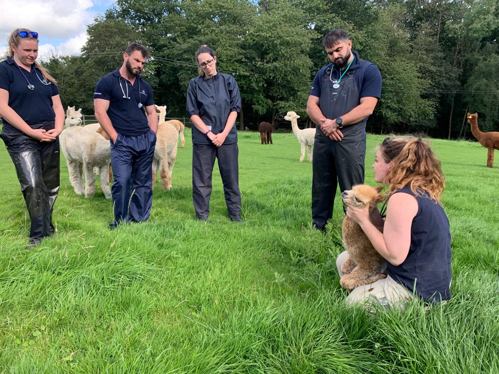 Teaching a vet team in a field with alpacas